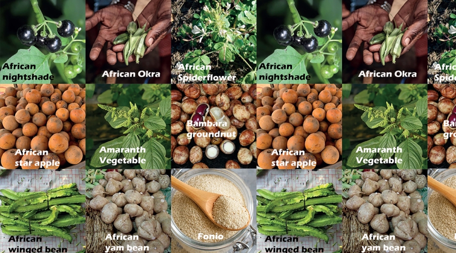 Rediscovering Africa’s Forgotten Foods